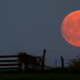 Image for article titled Go Enjoy the Harvest Moon Tonight and Tomorrow